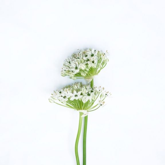 weekly blooms 14 alium