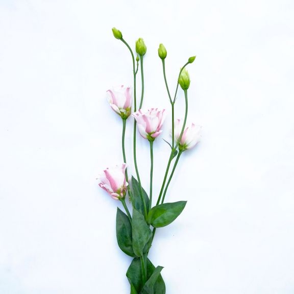 weekly blooms 14 lisianthus