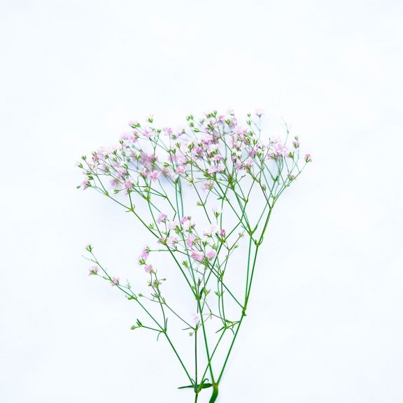 weekly blooms 14 paniculata