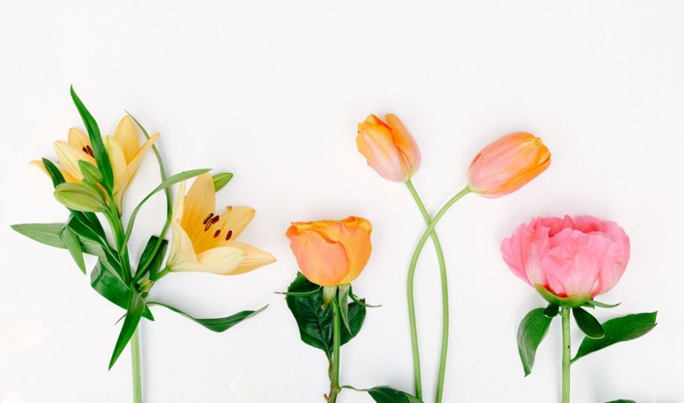 weekly blooms 18 flores