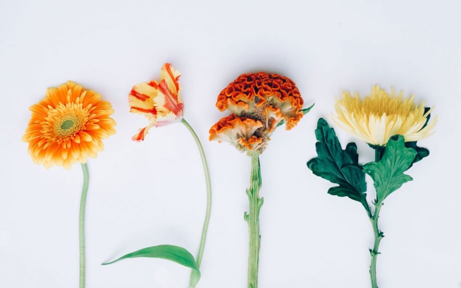 weekly blooms 20 flores