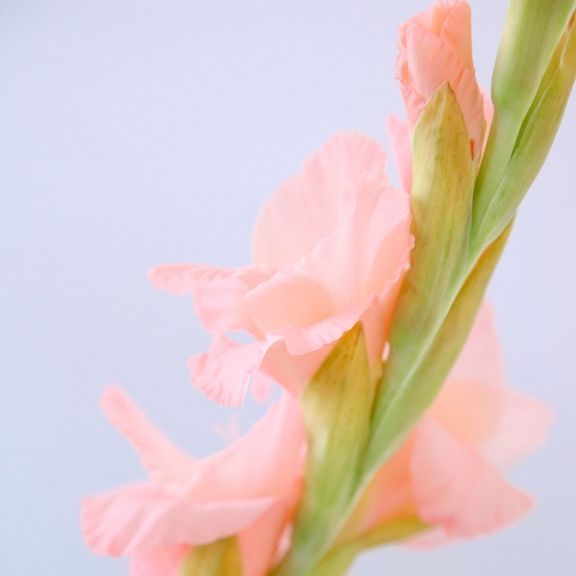 weekly blooms 28 gladiolo