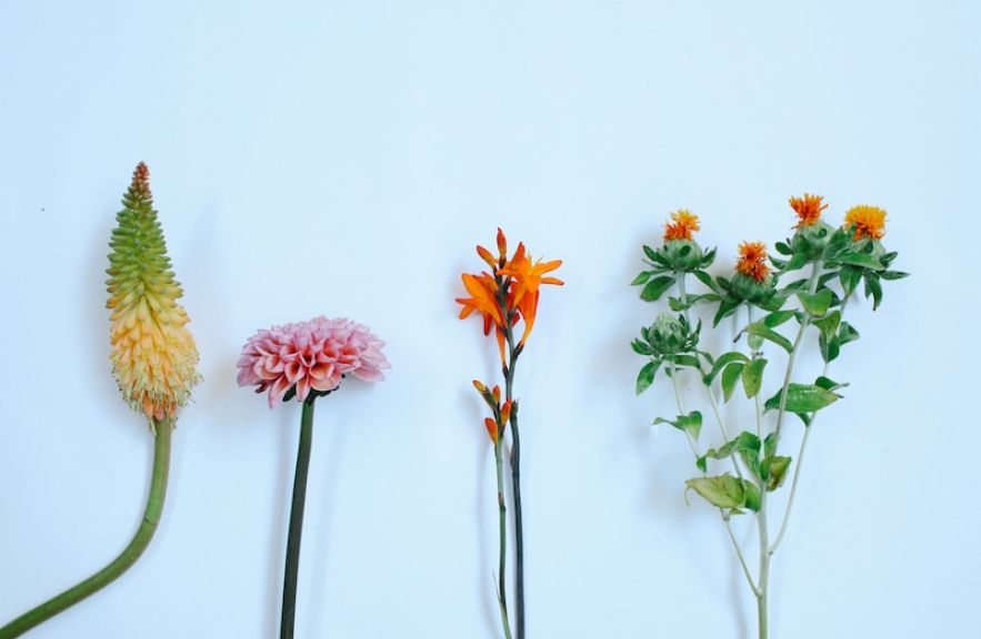 weekly blooms 35 flores