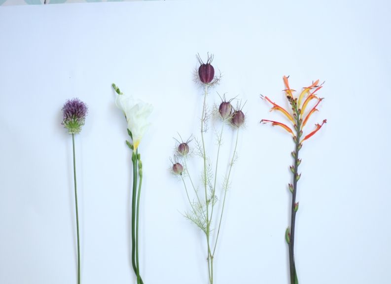 weekly blooms 36 flores