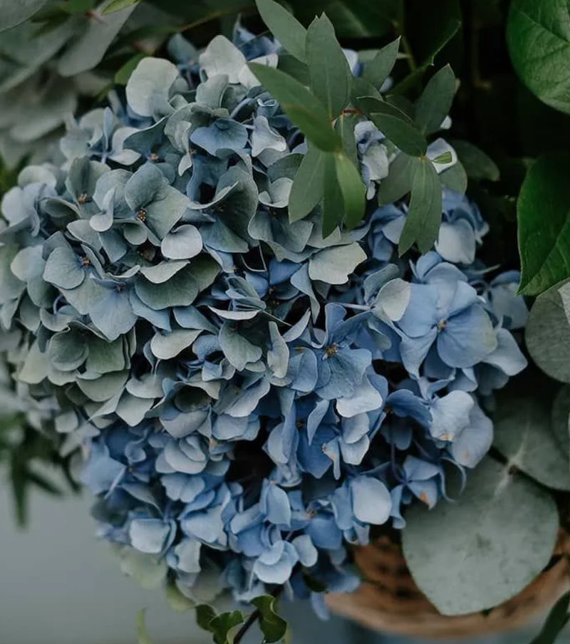 hortensia azul de otoño