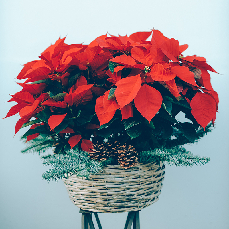 centro de flor de pascua rojo