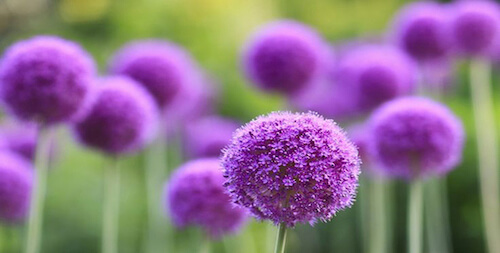 un campo de alium morado