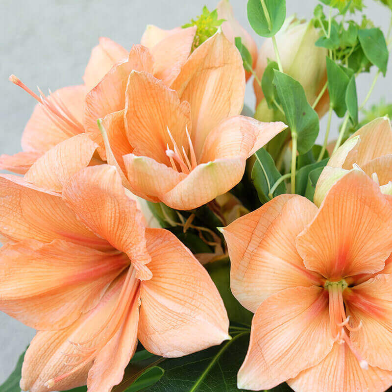 detalle de los petales de un amaryllis de color salmon