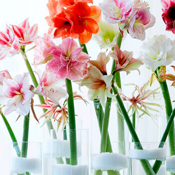 flores de hipeastrum en tonos rosas y naranjas