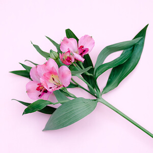 una tallo de una astromelia rosa y hojas