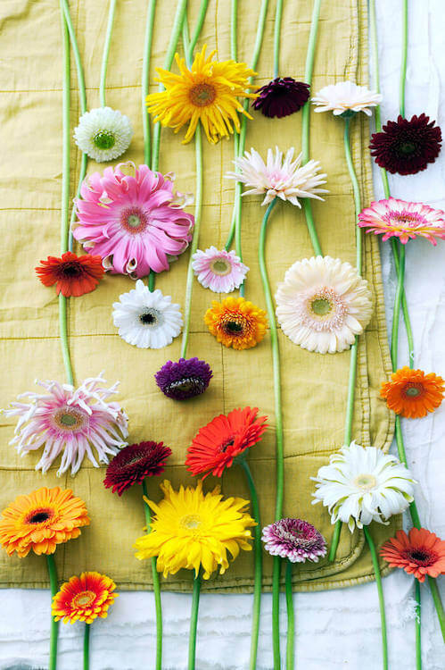 diferentes variedades de gerbera pasta de mama y pon pon
