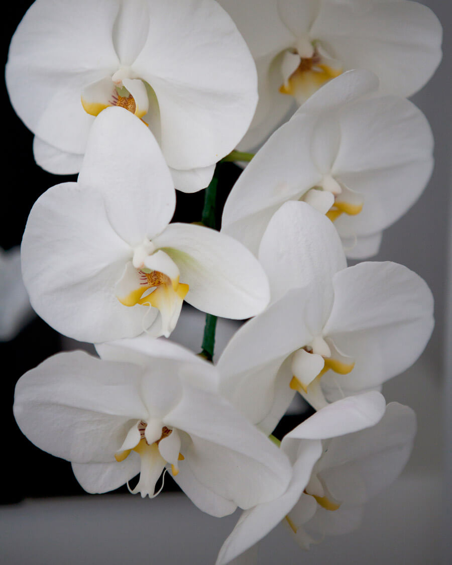 detalle ramo de novia de myriam de orquideas blancas