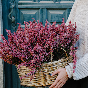 planta de brezo de otoño en una cesta miembre