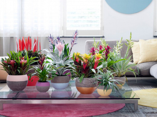 centros de plantas de bromelias encima de una mesa de cristal