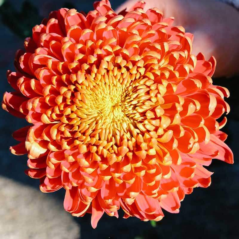 una flor de crisantemo rojo y naranja al sol