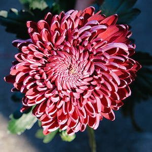 petalos de un crisantemo rojo burdeos