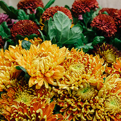 crisantemos en colores otoñales en amarillos y rojos