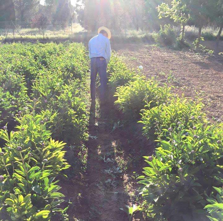 recogiendo y cortando flores en un cultivo de peonias