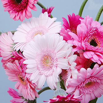 varios tallos de gerberas de color fuschia y rosa