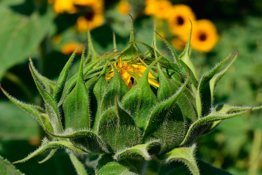 un girasoles empezando a a abrirse