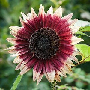 detalle de un girasol de centro marron y petalos burdeos y blancos