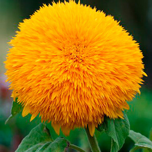 detalle de un girasol amarillo de la variedad teddy