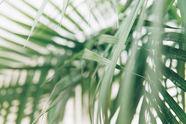 detalle de hojas de kentia