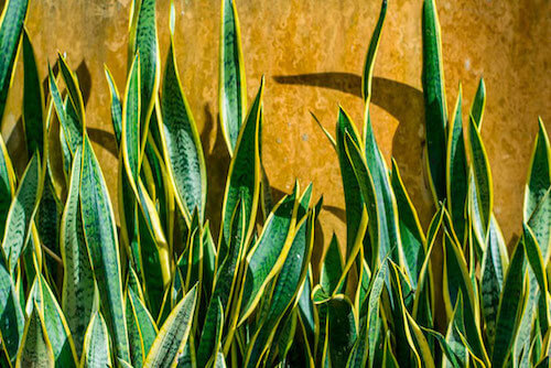 detalle de puntas de sansevieria