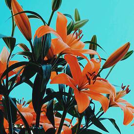 ramo de lilium naranjas abiertas