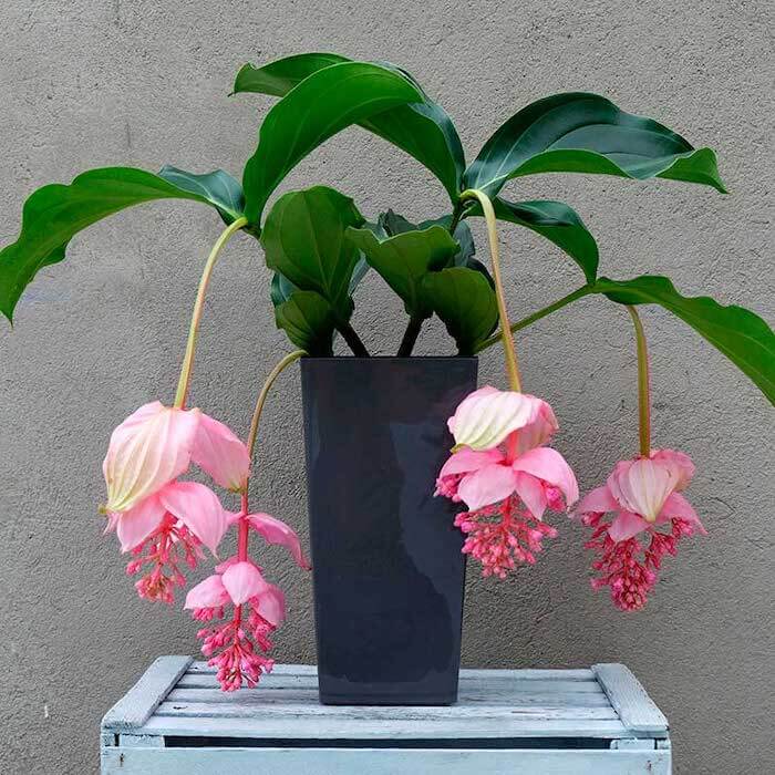 una planta de medillina magnifica con flores rosa y maceta negra