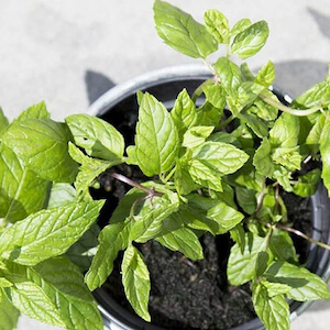 detalle de una hoja de menta en un tiesto