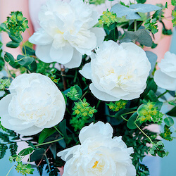 detalle de un ramo de peonias blancas duchesse de namur