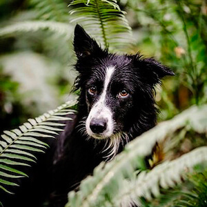 una planta de helecho con un perro mojado