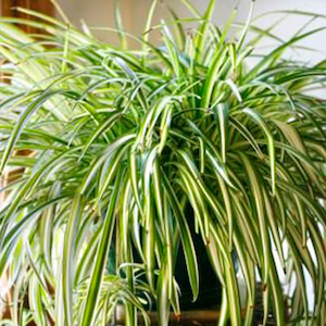 detalle de una planta de chlorophytum en maceta de plastico
