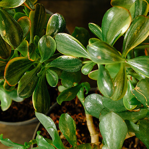 detalle de suculentas en verde