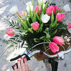 un ramo de tulipanes rosas y blancas dentro de un panier de una bicicleta