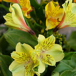 ramo de flores con astromelias amarillas