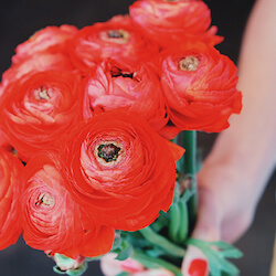 un ramo de anemonas rojas