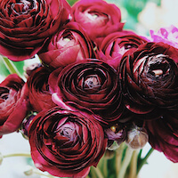 ranunculus