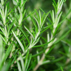 detalle de una planta de romero