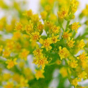solidago