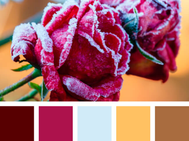 detalle de una rosa roja helada con colores pantone rojo y azul