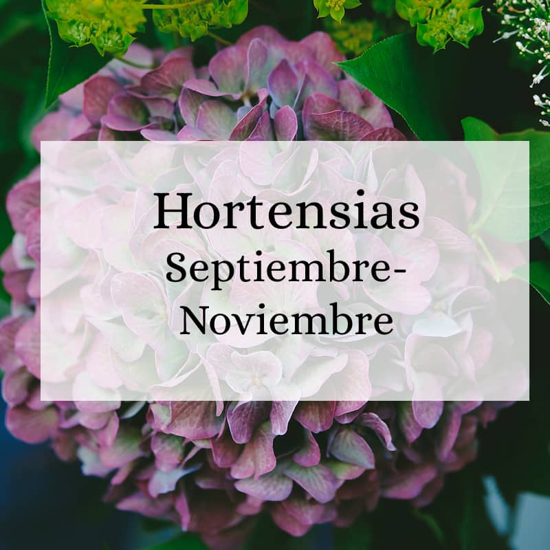 Hortensias Temporada Septiembre-Noviembre