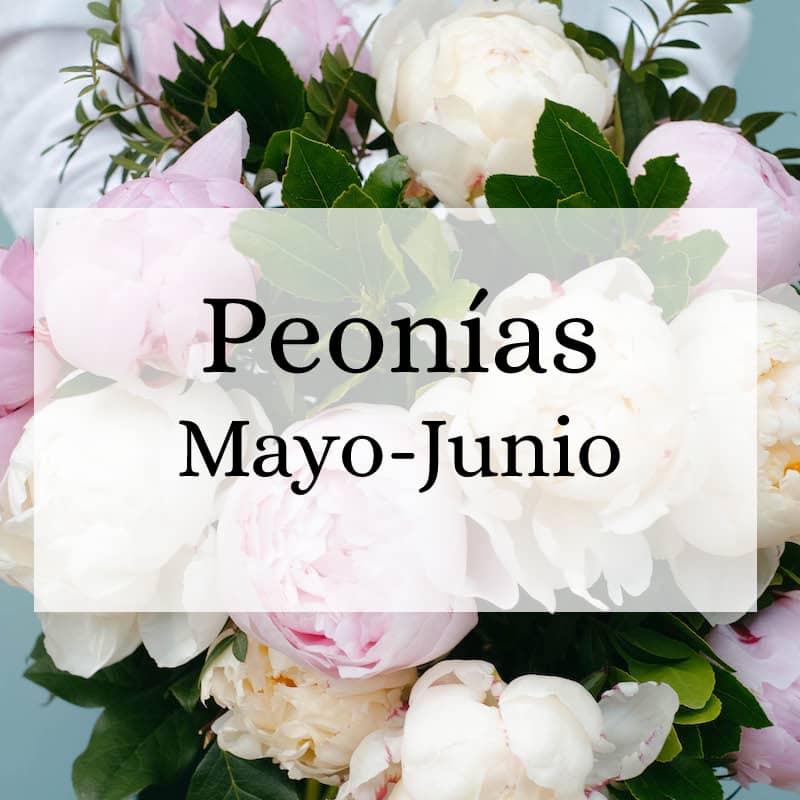 Peonias Temporada Mayo-Junio
