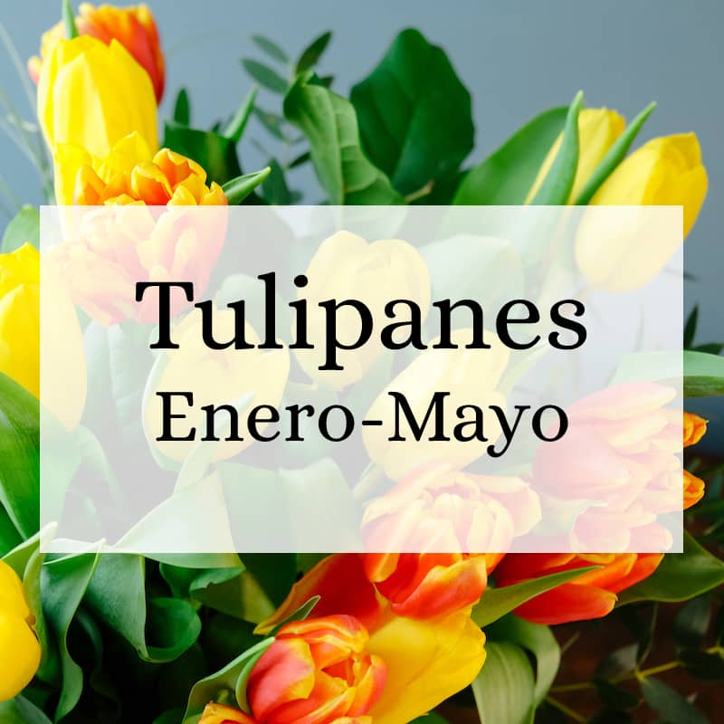 Tulipanes Temporada Enero-Abril