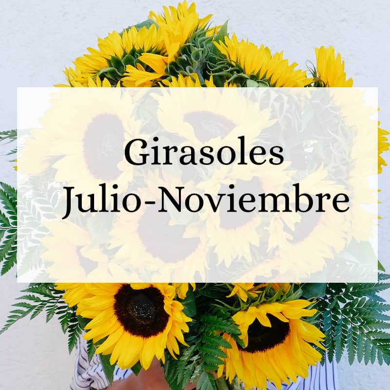 Girasoles Temporada Julio-Noviembre