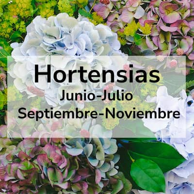 Hortensias Temporada Junio-Julio Septiembre-Noviembre