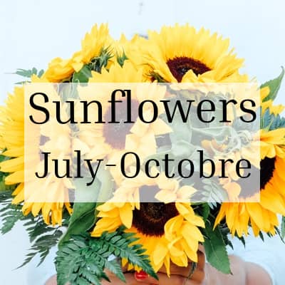 Sunflowers Season July-November
