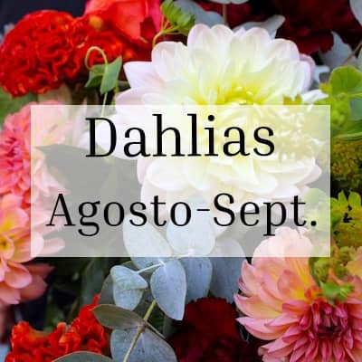 Dahlias Temporada Agosto-Septiembre