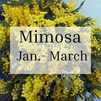 Mimosa Season January-March